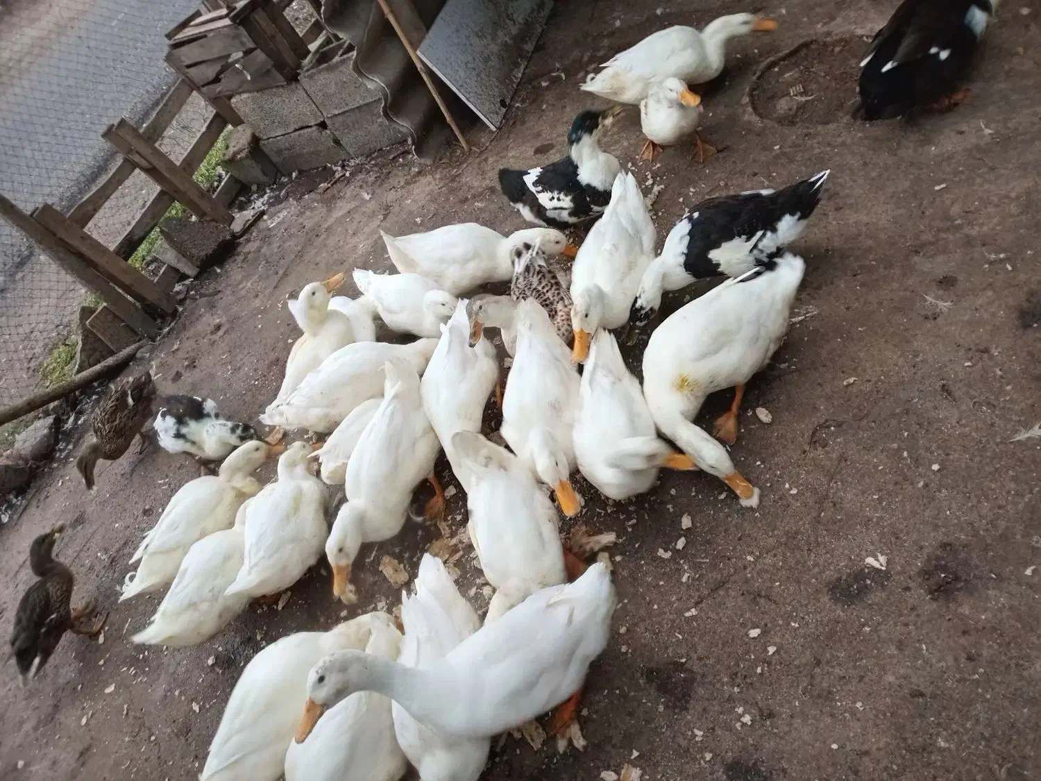 اردک گوشتی ۷ ماهه|حیوانات مزرعه|رشت, حومه رشت|دیوار