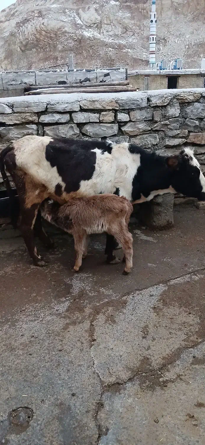 گاوگوساله ماده|حیوانات مزرعه|جوانرود, |دیوار