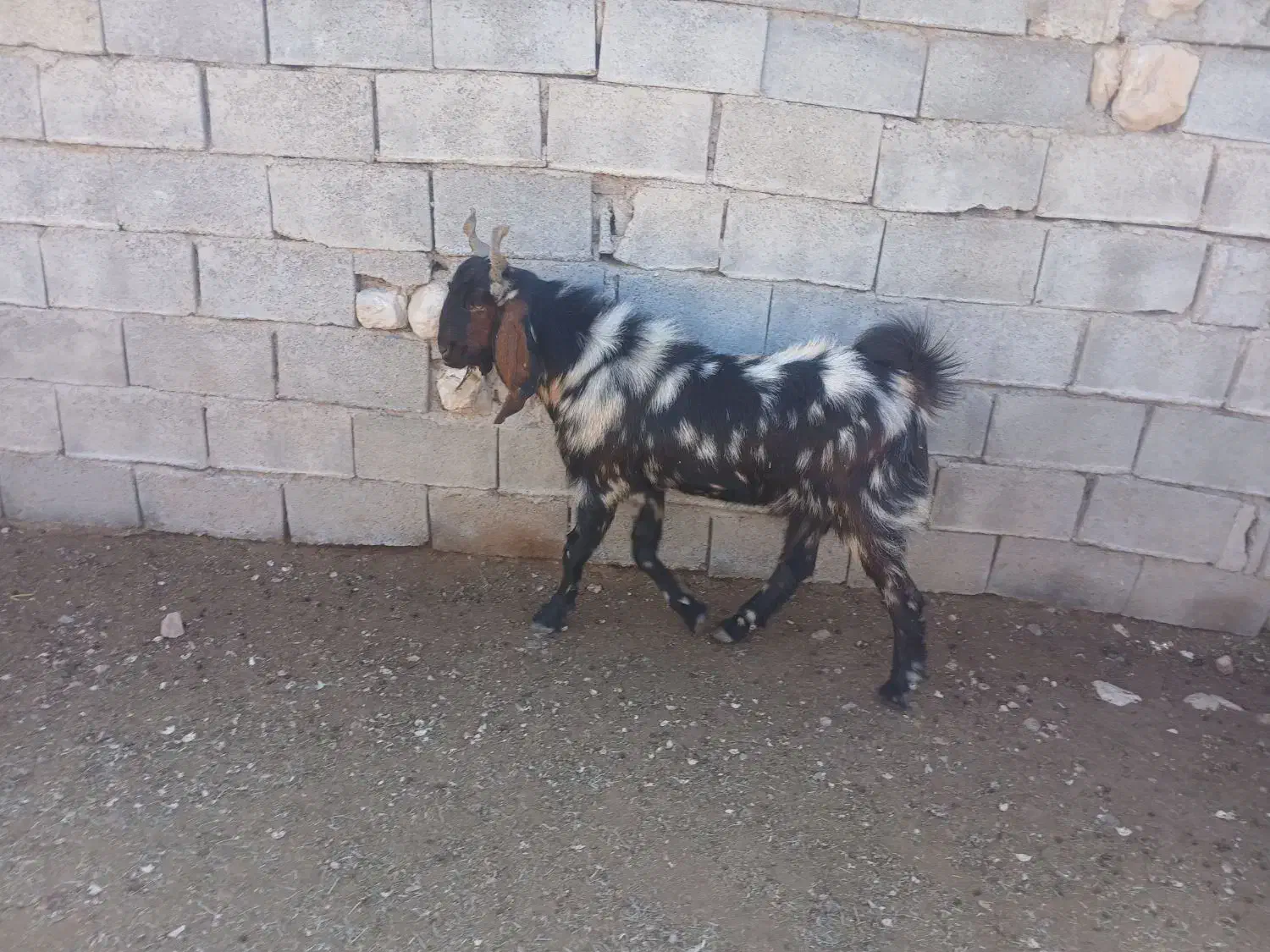 کهره چپش بذری|حیوانات مزرعه|داراب, |دیوار