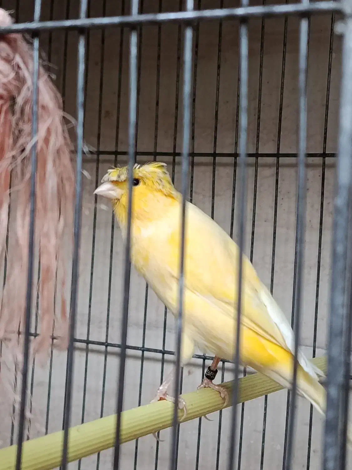 قناری نر بخون|پرنده|گلپایگان, |دیوار