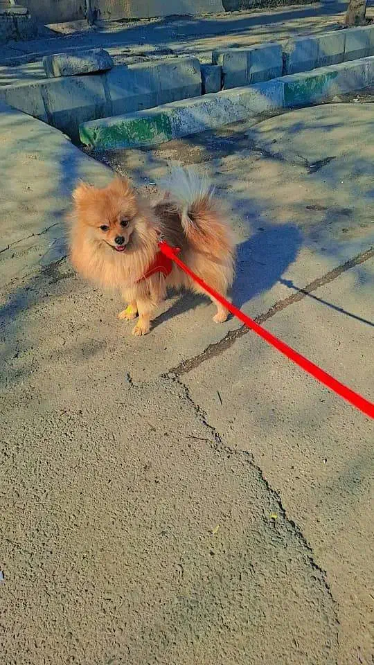 پامرانین|سگ|رشت, گلسار|دیوار