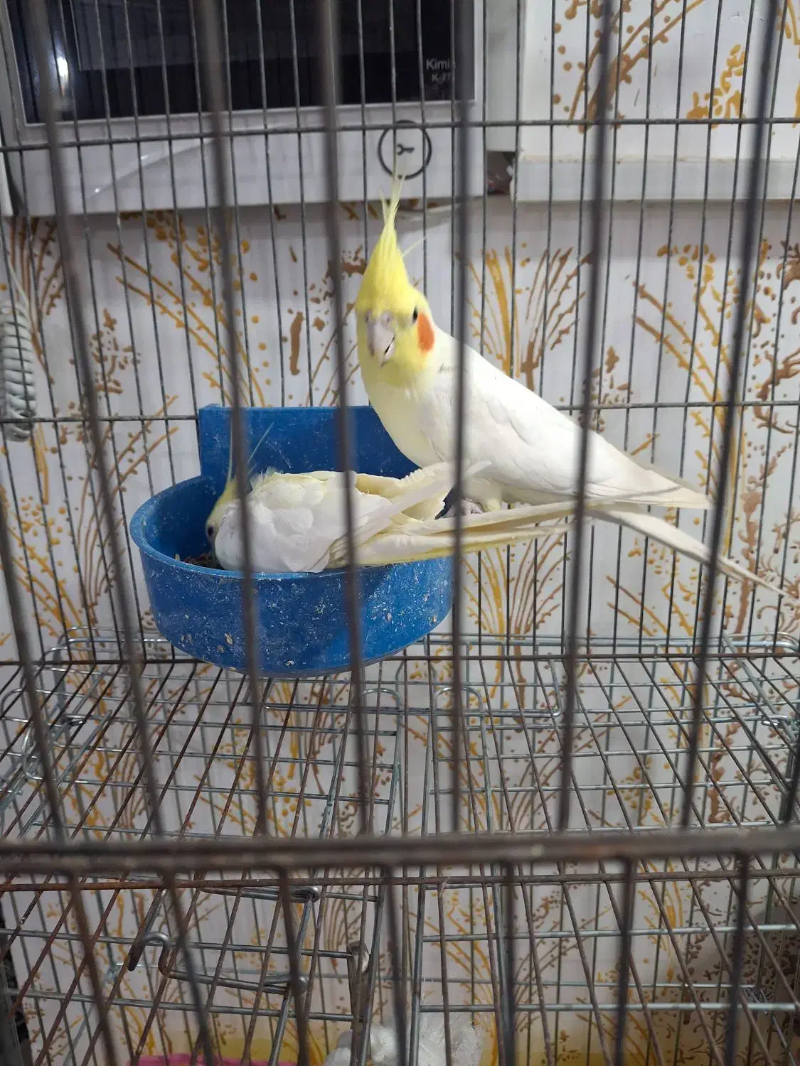 عروس هلندی|پرنده|زرند, |دیوار