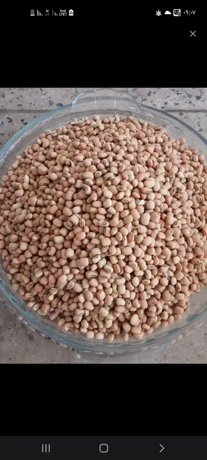 لوبیای جیرفتی|عمده‌فروشی|کهنوج, |دیوار