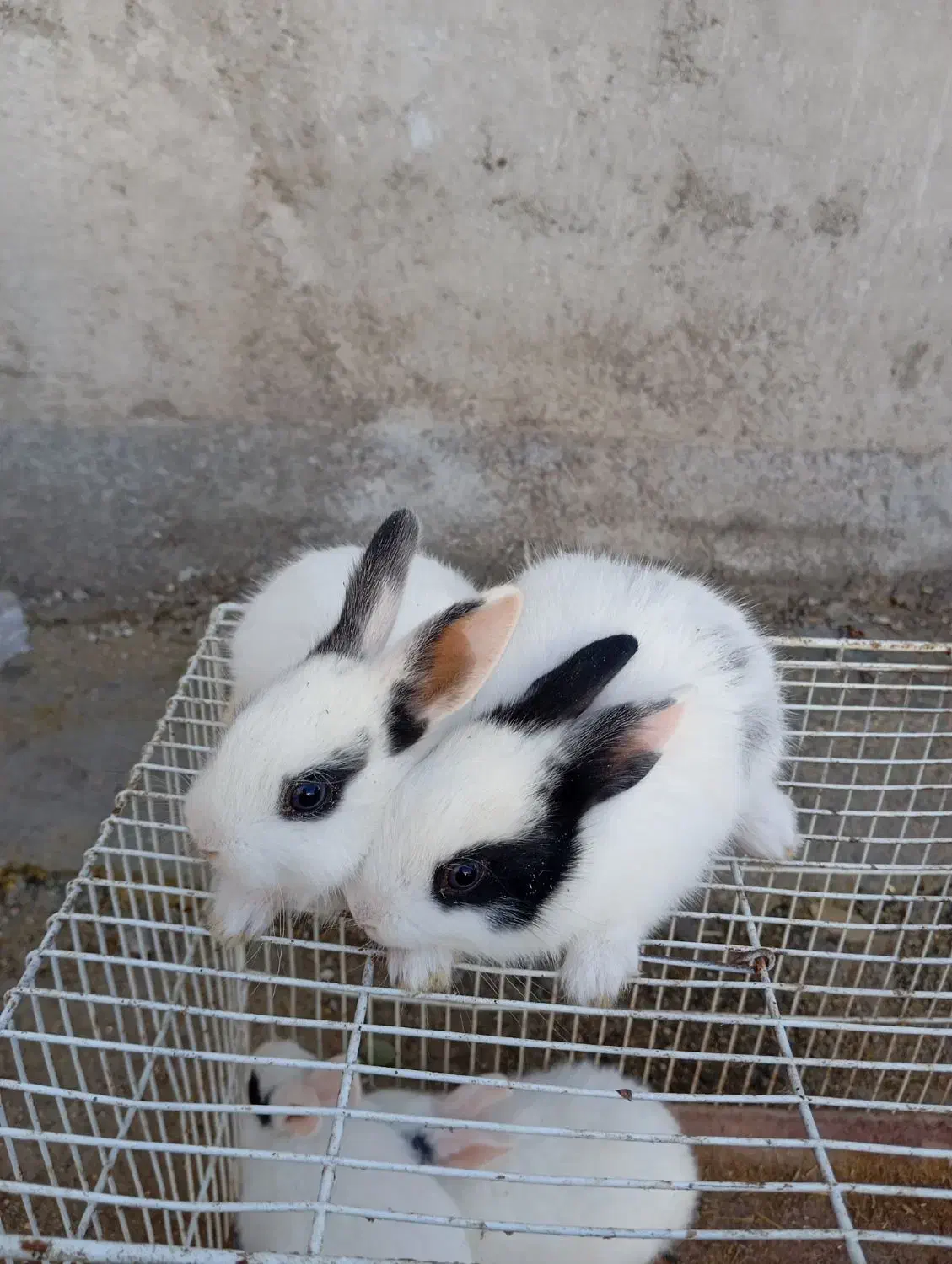 بچه خرگوش|موش و خرگوش|بهبهان, |دیوار