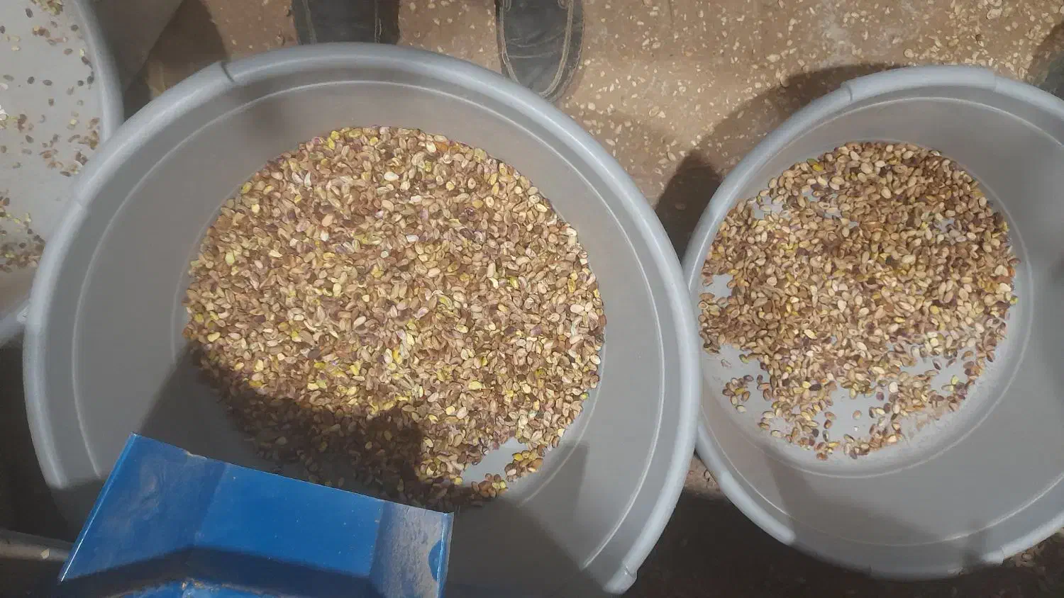 دستگاه پسته شکن|خدمات باغبانی و درختکاری|بیرجند, |دیوار