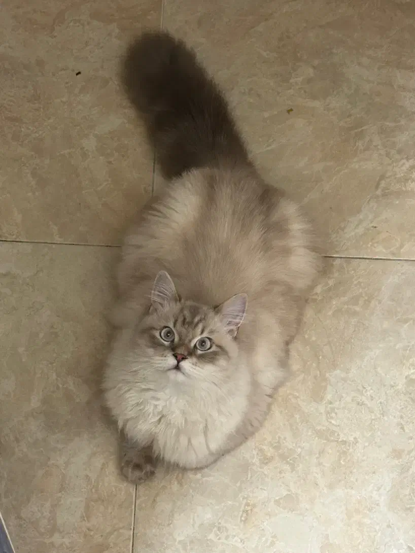 گربه گمشده|حیوانات|بوشهر, |دیوار