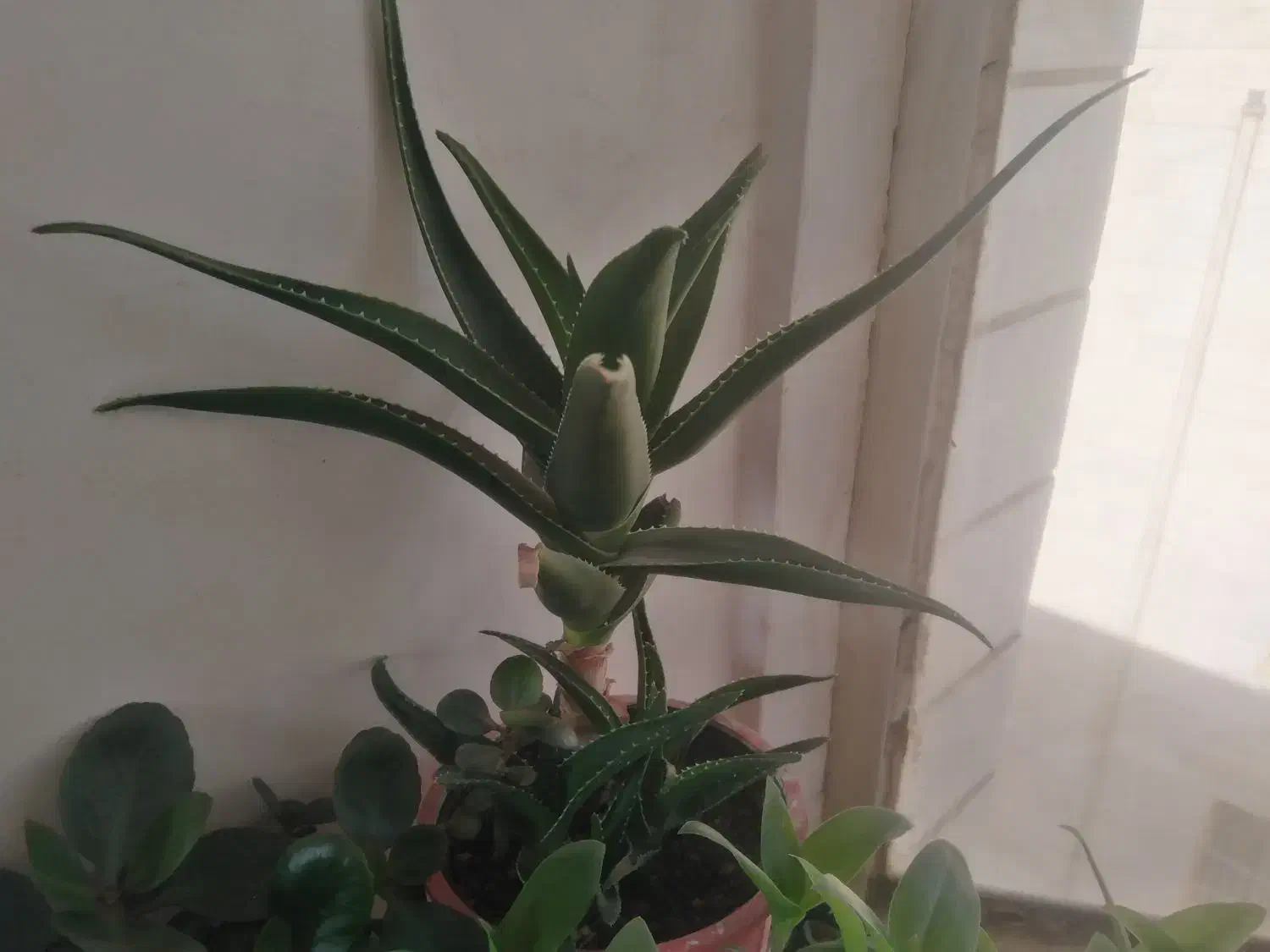 انواع گل های طبیعی|گل و گیاه طبیعی|ملایر, |دیوار