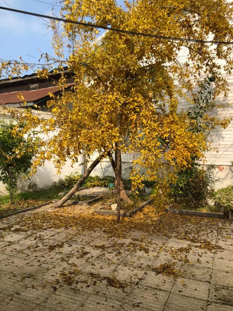 خونه ویلایی حیاط دار شهر فریدونکنار. فوری|فروش خانه و ویلا|فریدونکنار, |دیوار