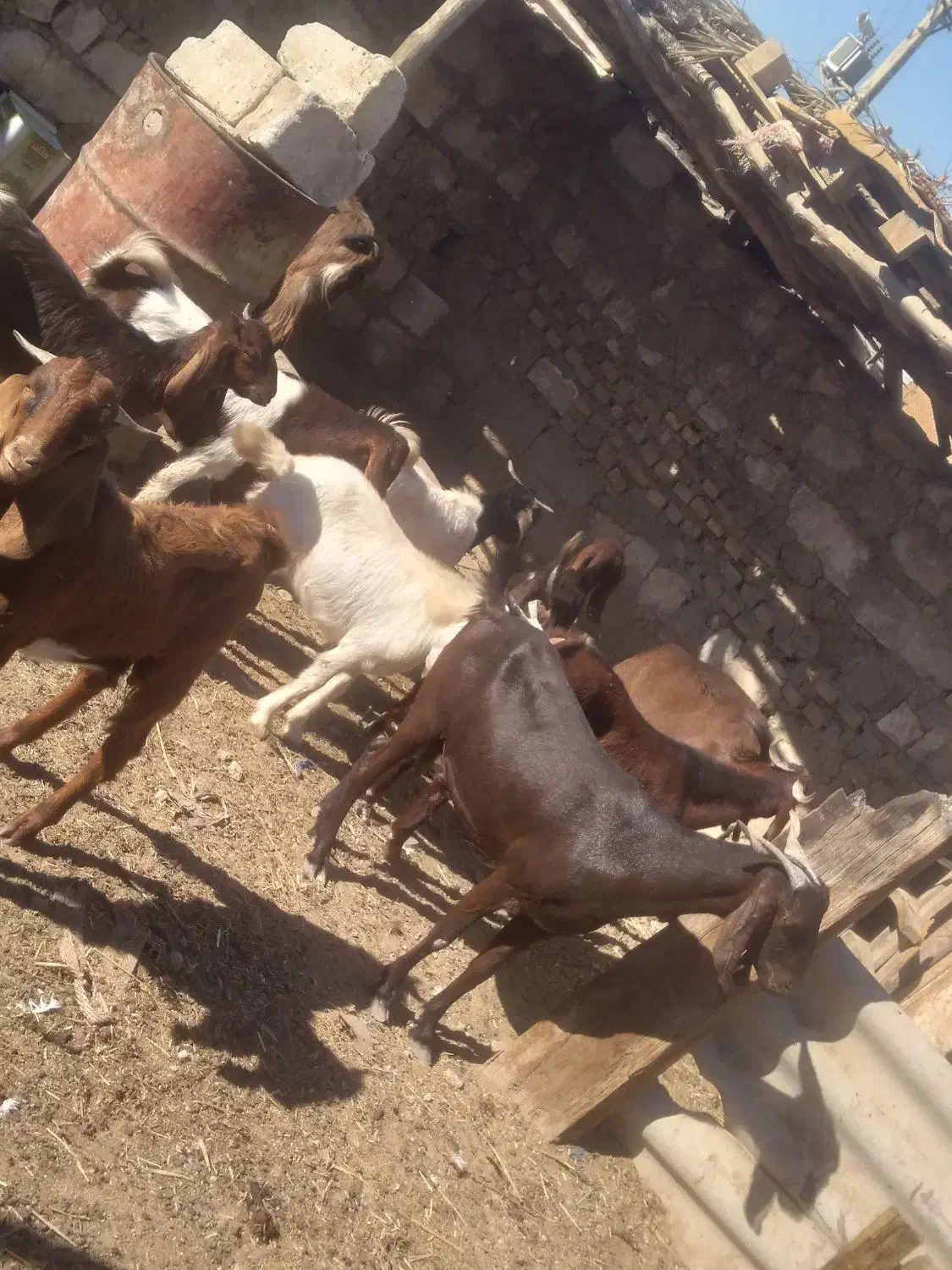 ابادان|حیوانات مزرعه|خرمشهر, |دیوار