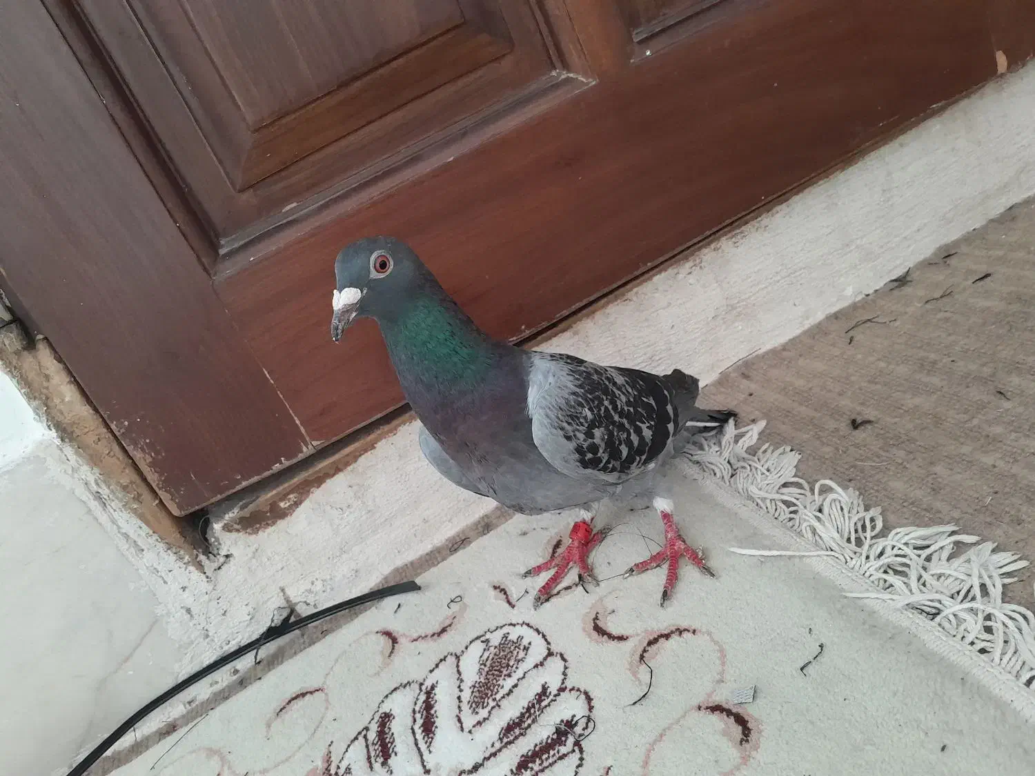 یک دانه کفتر زیبا|پرنده|مشهد, بهمن|دیوار