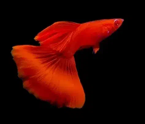 پرورش ماهی آکواریومی|ماهی|اهر, |دیوار