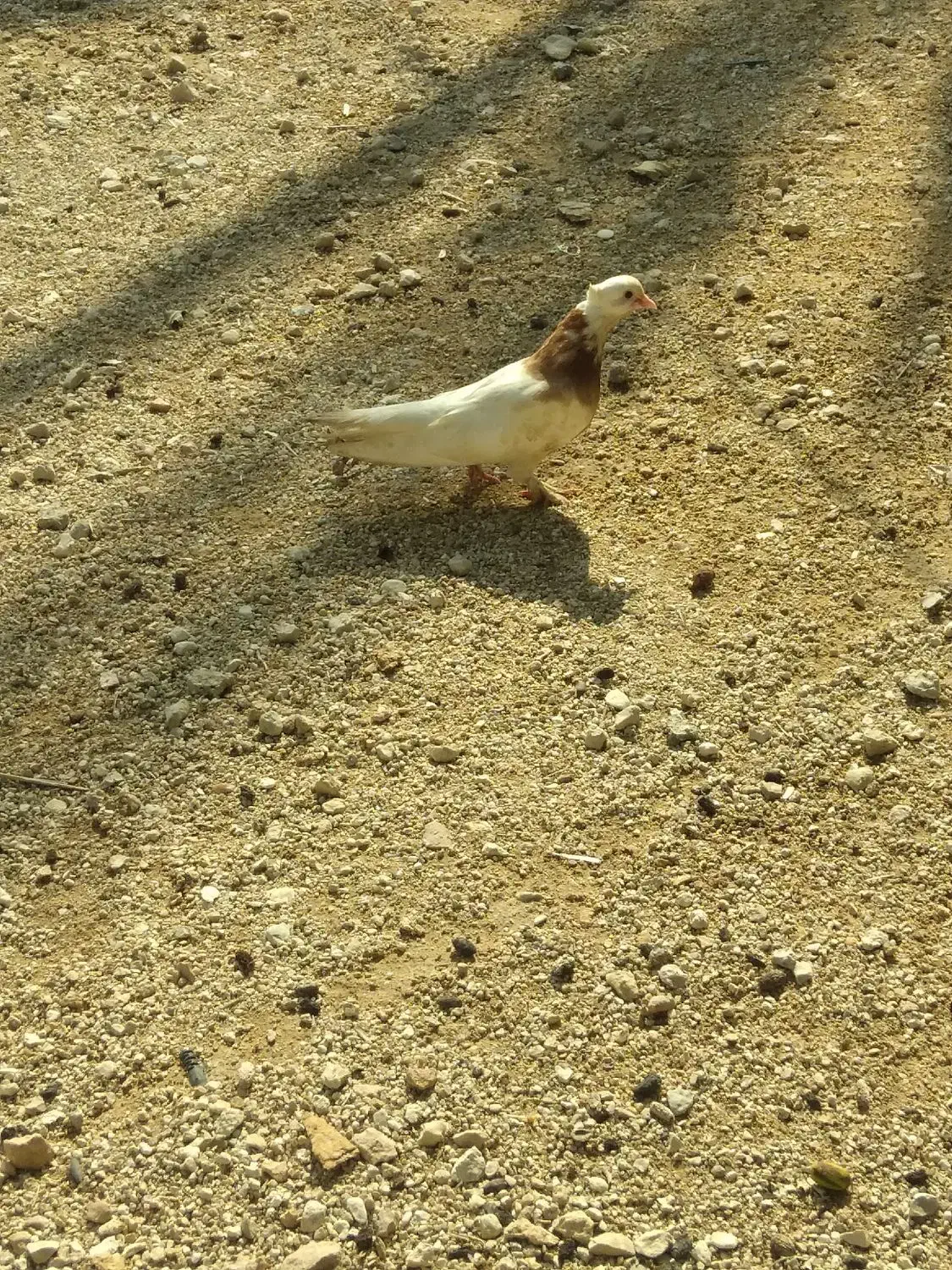 کبوتر|پرنده|لامرد, |دیوار