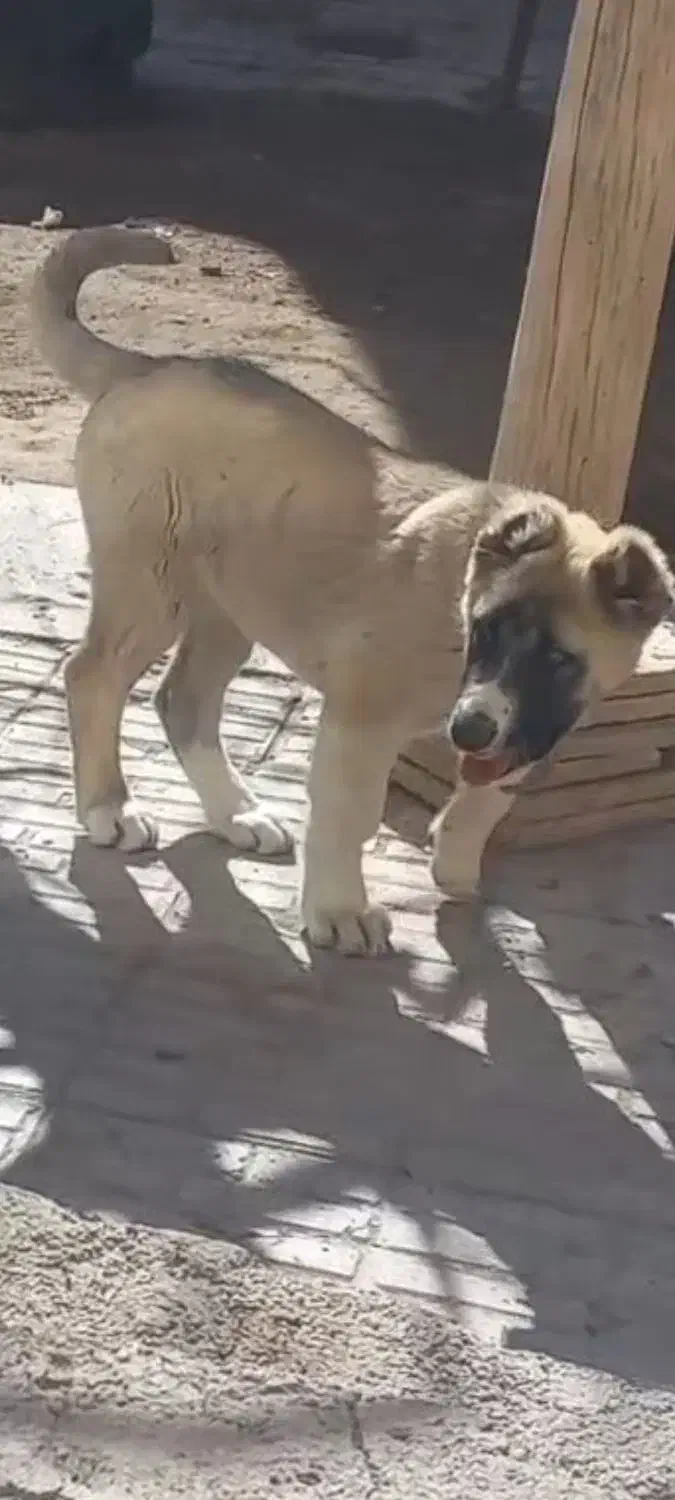 سگ مــاده|سگ|تربت‌حیدریه, باغ سلطانی|دیوار