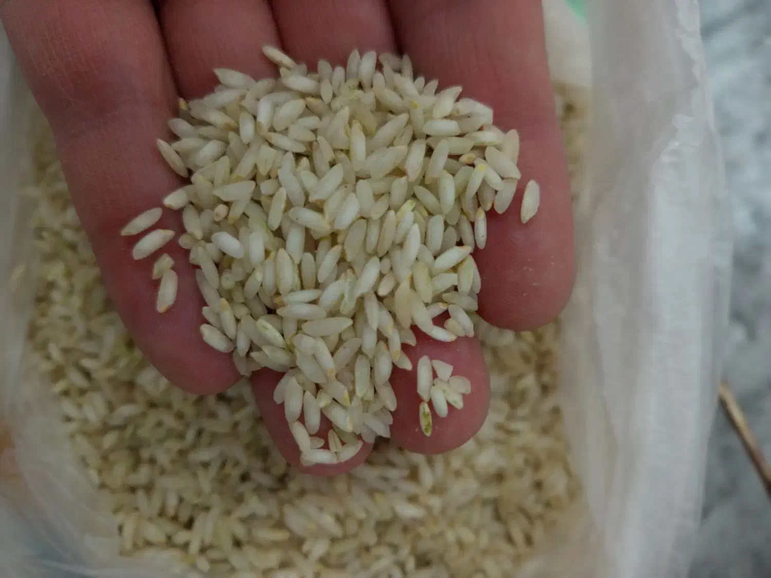 برنج ایرانی|خوردنی و آشامیدنی|هرسین, |دیوار