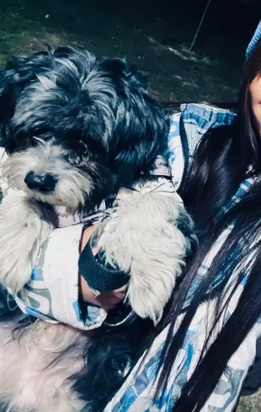 واگذاری|سگ|مشهد, ارشاد|دیوار