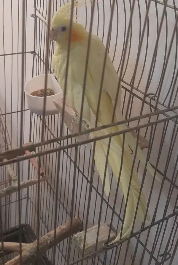 عروس هلندی ماده|پرنده|امیدیه, |دیوار