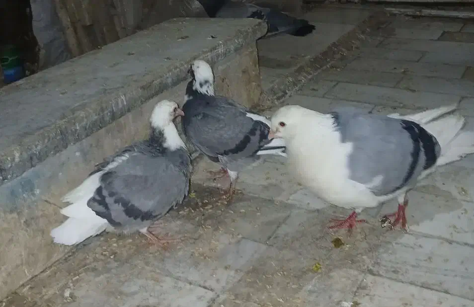 پرنده|پرنده|قم, شاه سید علی|دیوار