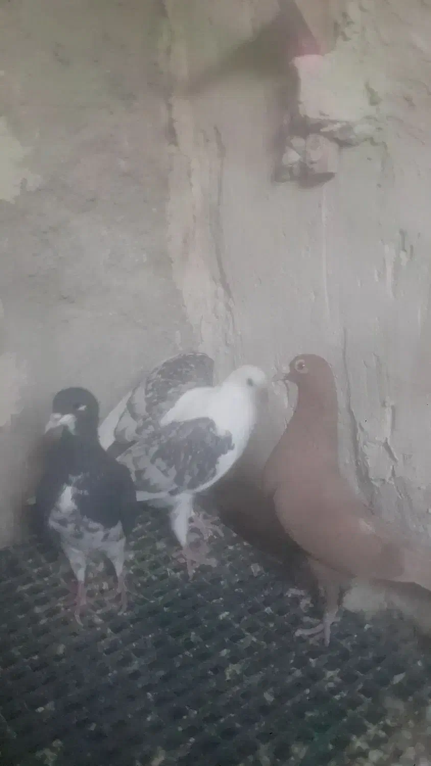 ماده پلاکی و بهبهانی|پرنده|نیریز, |دیوار