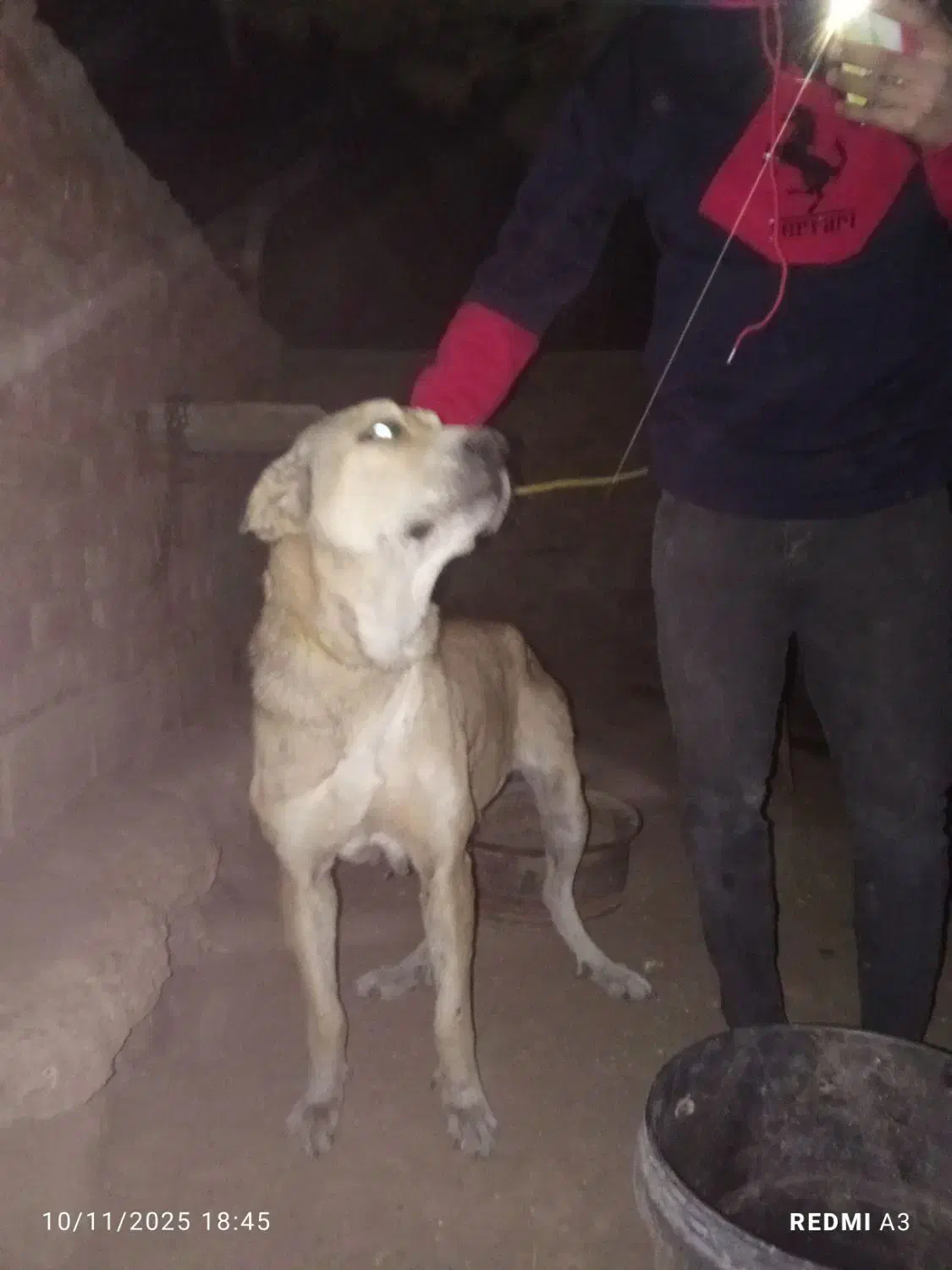 ماده عراقی|سگ|خلخال, |دیوار