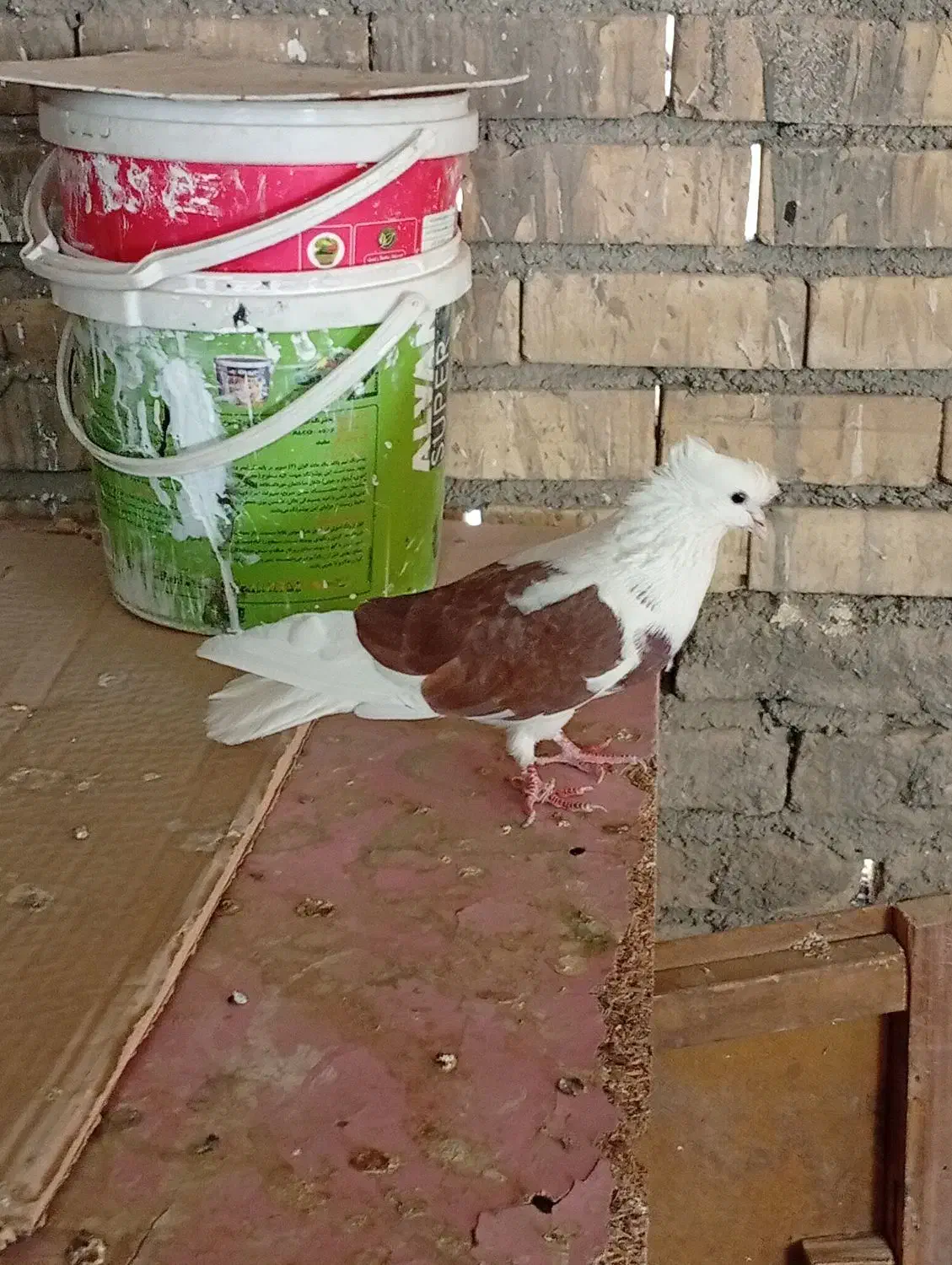 کبوتر  نرپشت تهرونی|پرنده|مشهد, ایثار|دیوار