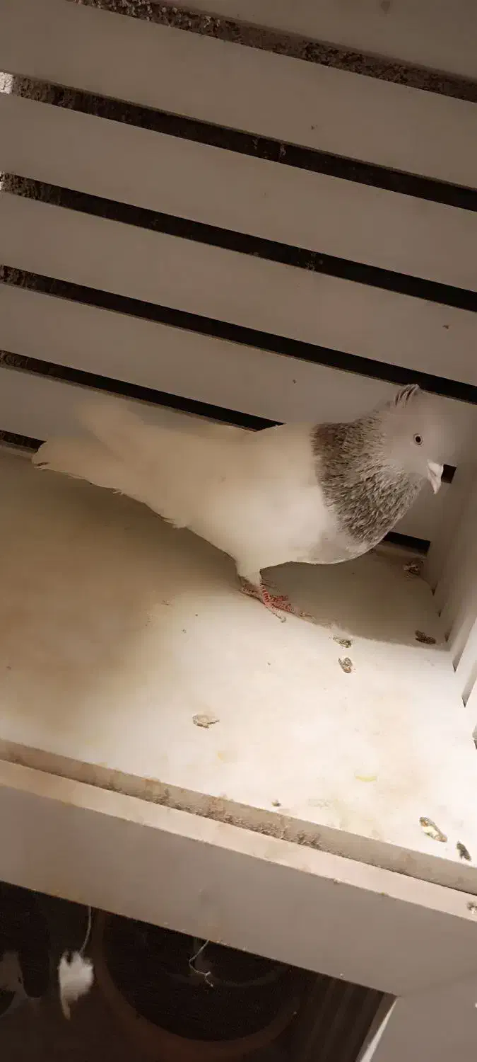 کفتر کله|پرنده|مشهد, رده|دیوار