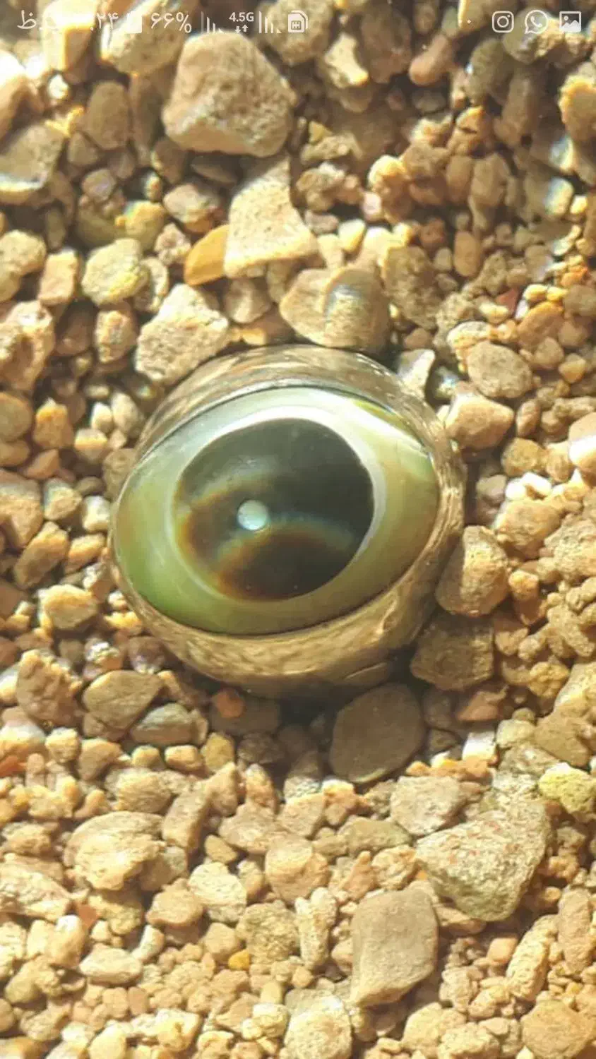 انگشتر بابا غوره اصل عتیقه|جواهرات|قم, بوستان جوان|دیوار