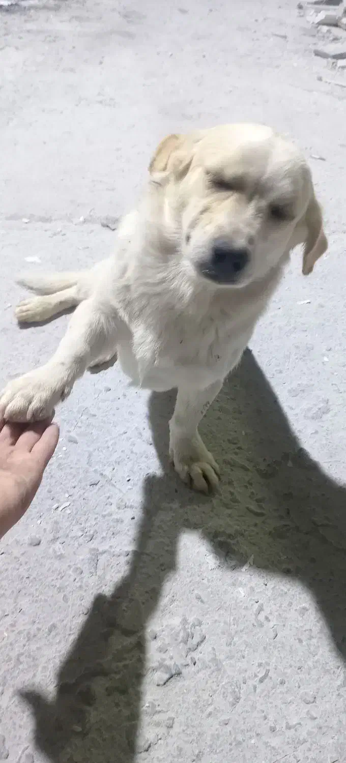 سگ پاکوتاه روباهی|سگ|یزد, |دیوار