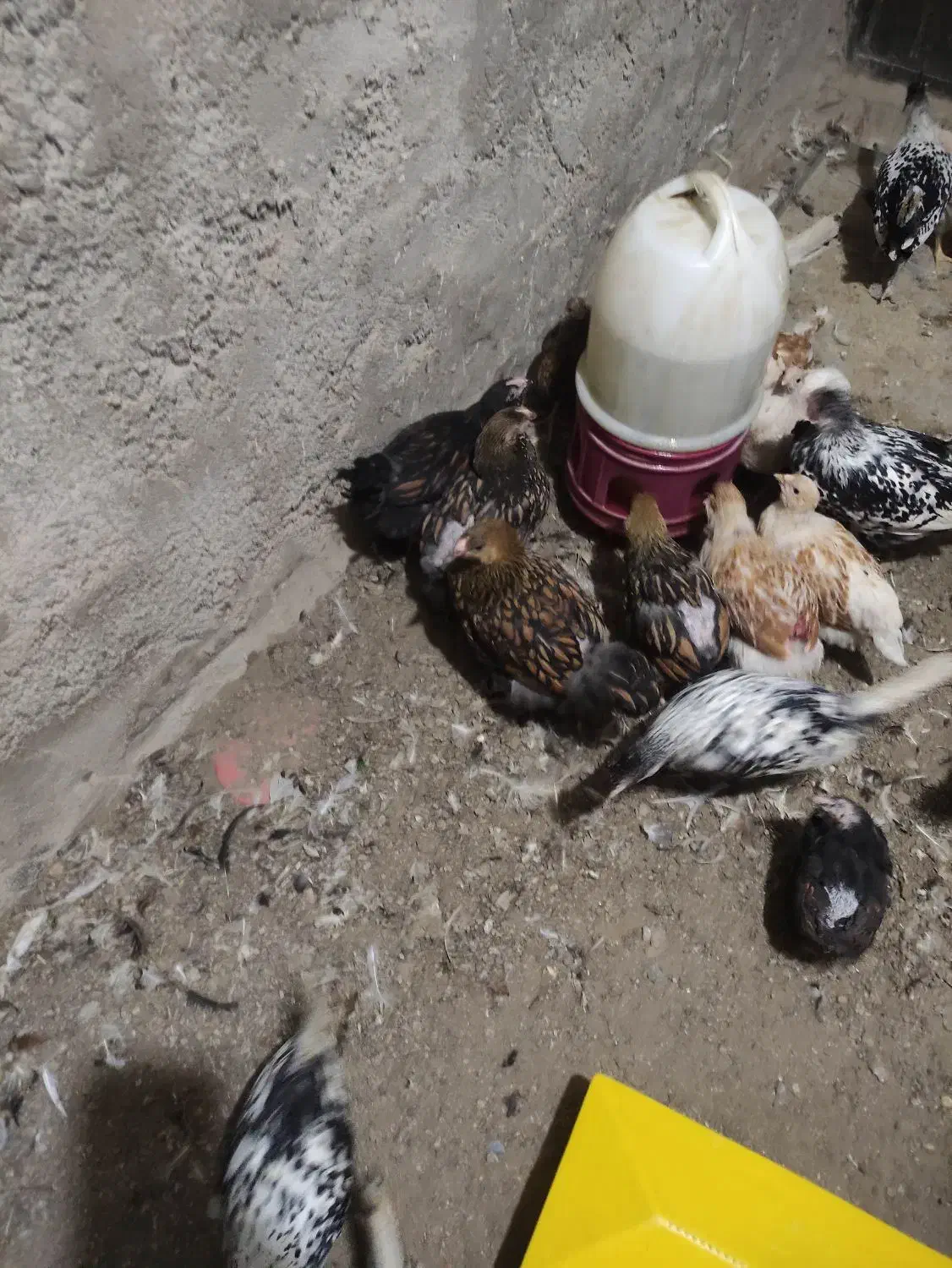 ویاندوت واپنزلر|حیوانات مزرعه|بهشهر, |دیوار