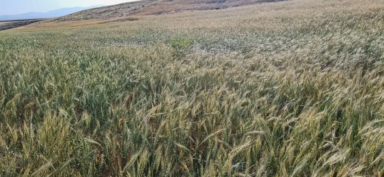 فروش ۱۰هکتار زمین کشاورزی دیم یکجا روستای چپقلو|فروش زمین و ملک کلنگی|دوتپه, |دیوار
