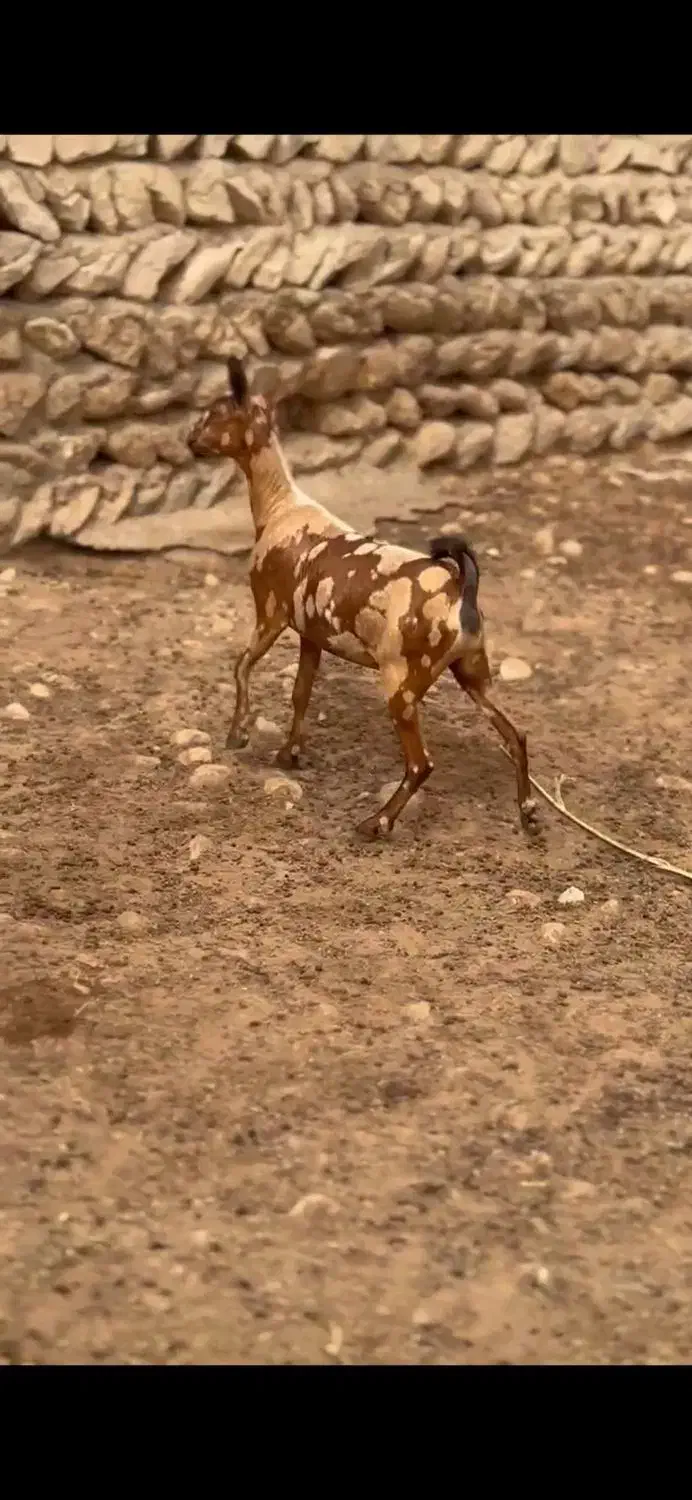 عربی بز|حیوانات مزرعه|کنگاور, |دیوار