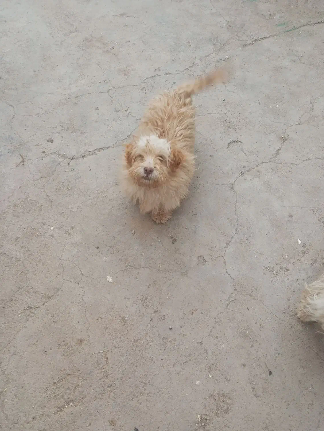 سگ پا کوتاه|سگ|زرند, |دیوار