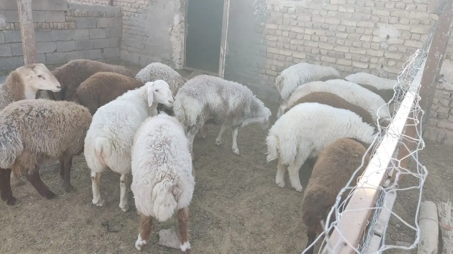 بره نر چاق|حیوانات مزرعه|تربت جام, پاسداران|دیوار