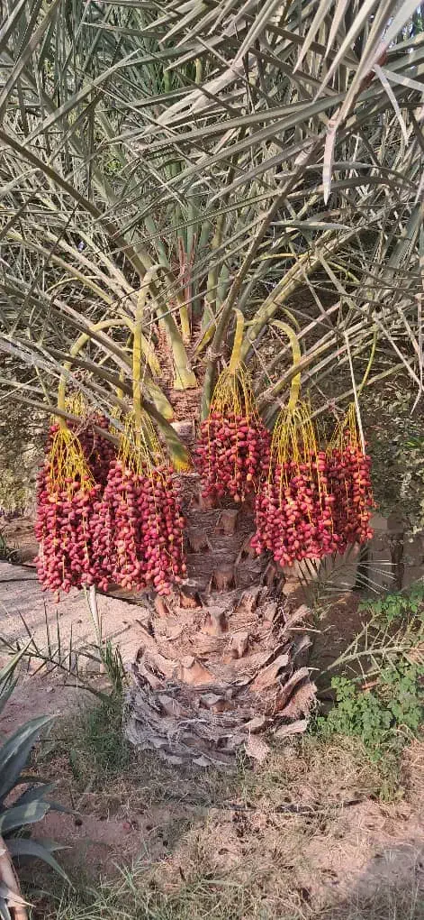 زمین باغی و کشاورزی رودان ، آسیاب|فروش دفتر صنعتی، کشاورزی، تجاری|بندرعباس, |دیوار