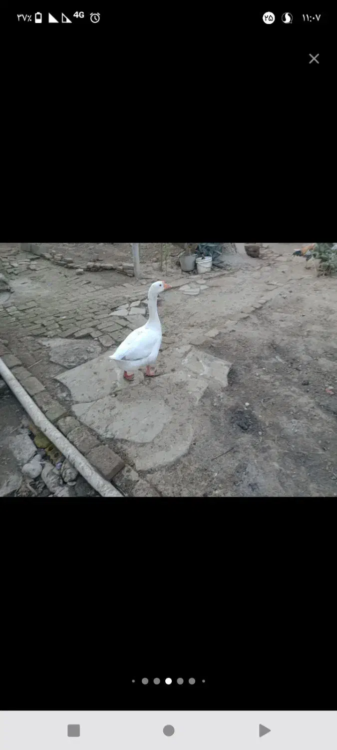 غاز نر فروشی|حیوانات مزرعه|سنگدوین, |دیوار