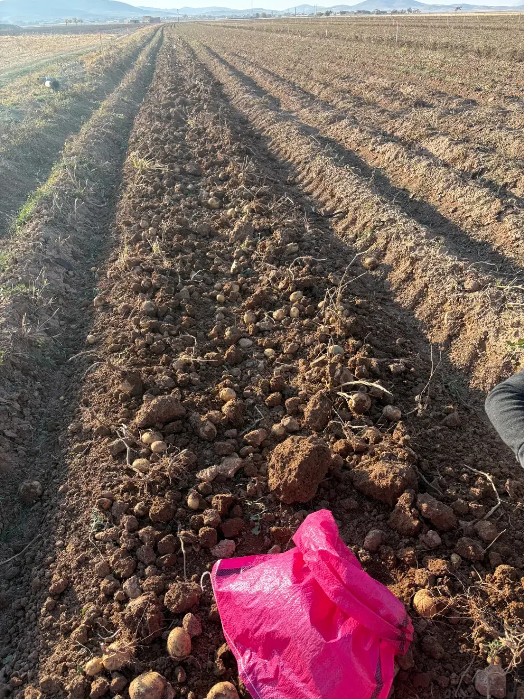 سیب زمینی|عمده‌فروشی|فرمهین, |دیوار