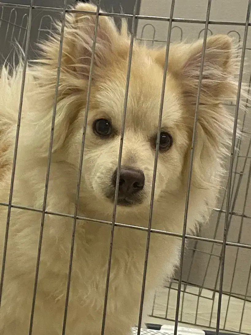 سگ پامر روباهی|سگ|صدرا-فارس, فاز ۱|دیوار