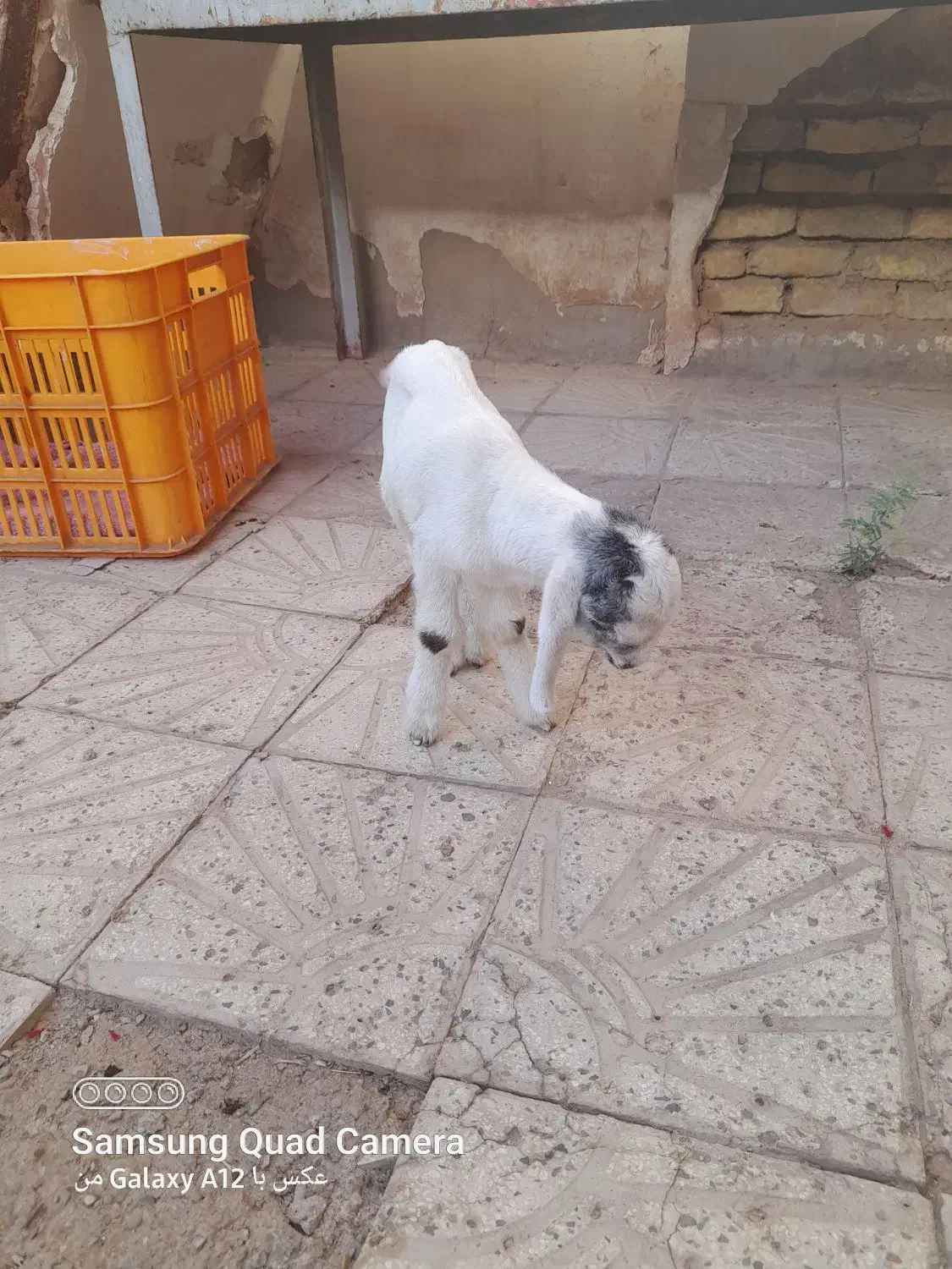 بزغاله نرخوب وسالم خارجی|حیوانات مزرعه|گرمسار, |دیوار