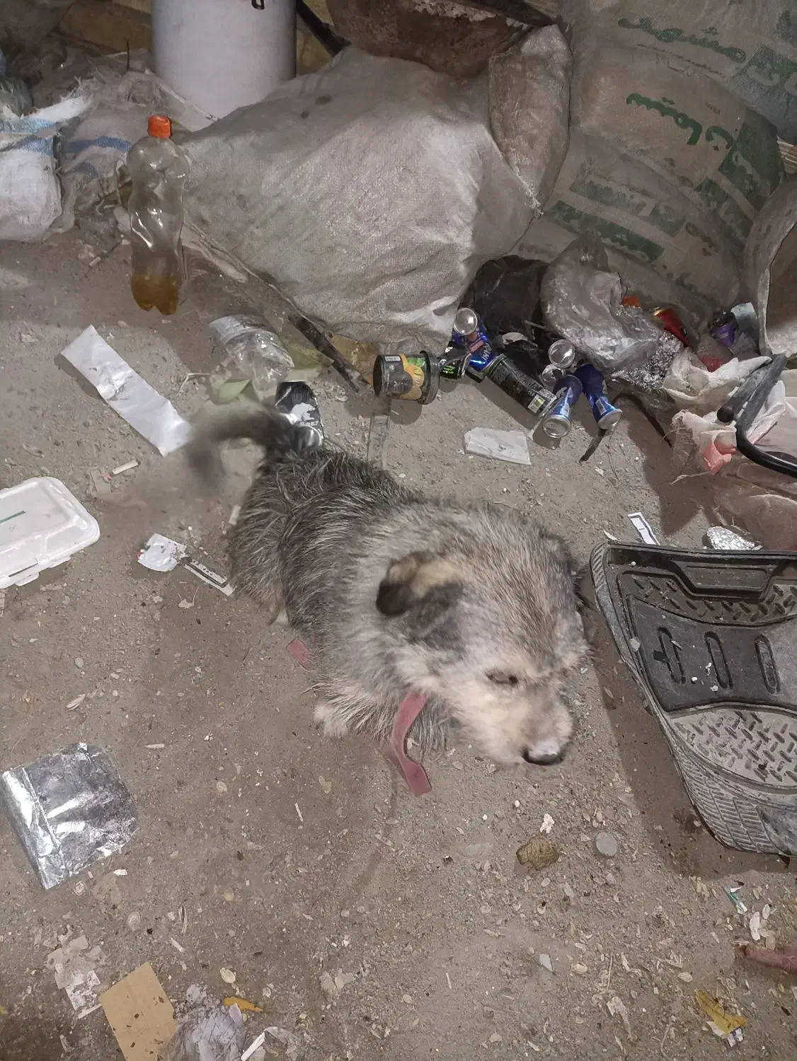 سگ پاکوتا|سگ|مشهد, طبرسی شمالی|دیوار