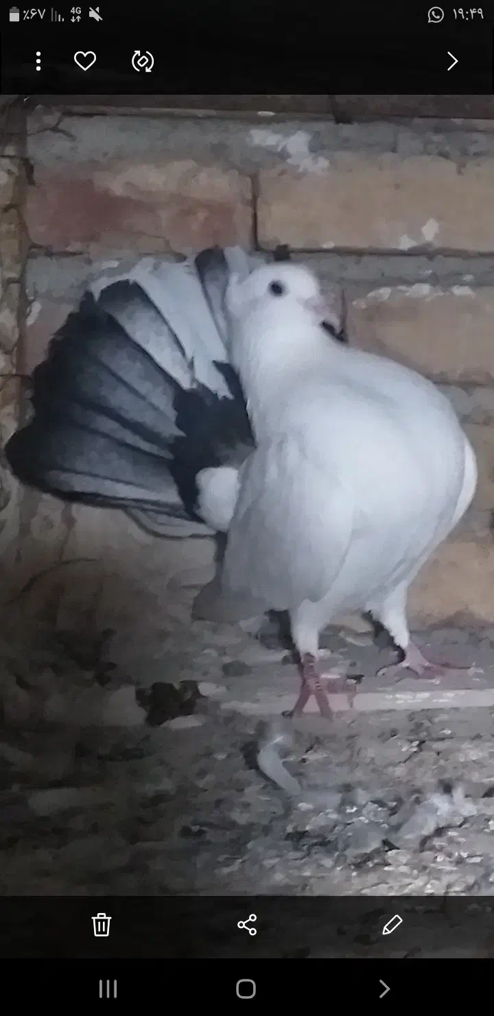 زینتی طاووسی|پرنده|پارس‌آباد, |دیوار