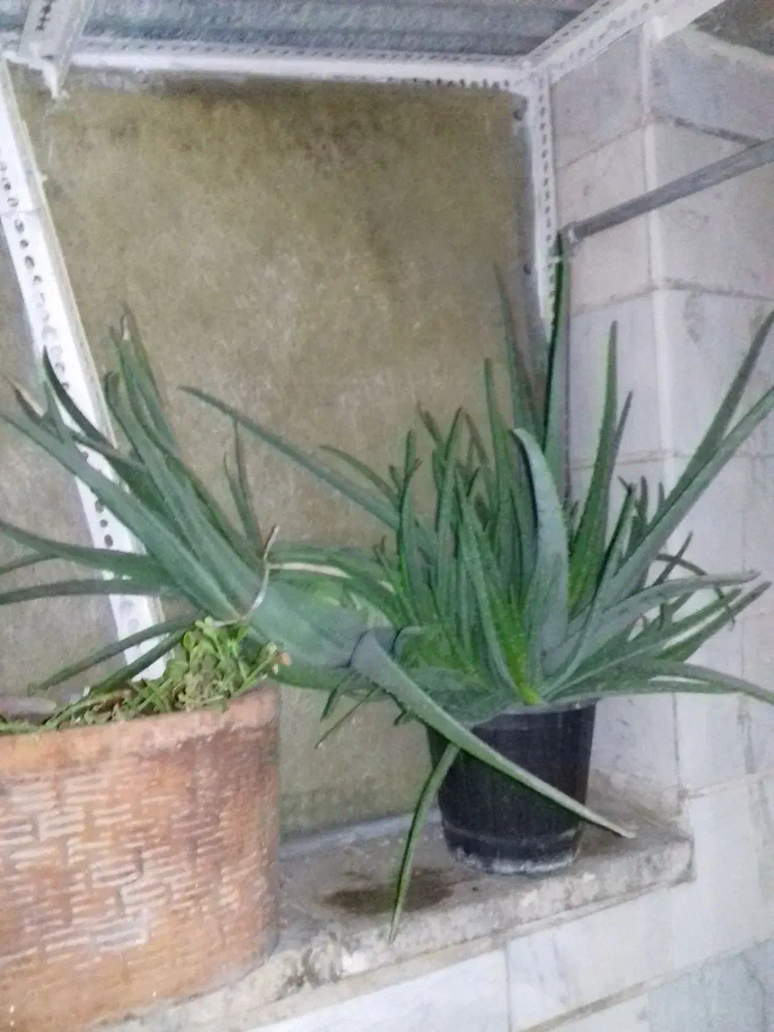 دو عدد گل آلوورا  بزرگ بسیار عالی برای شادابی پوست|گل و گیاه طبیعی|تهران, هفده شهریور|دیوار