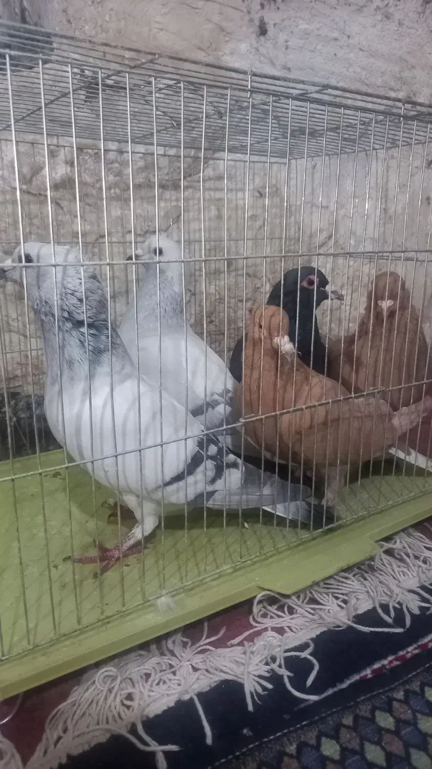 فروش کبوتر زرددم سفید|پرنده|زرند, |دیوار