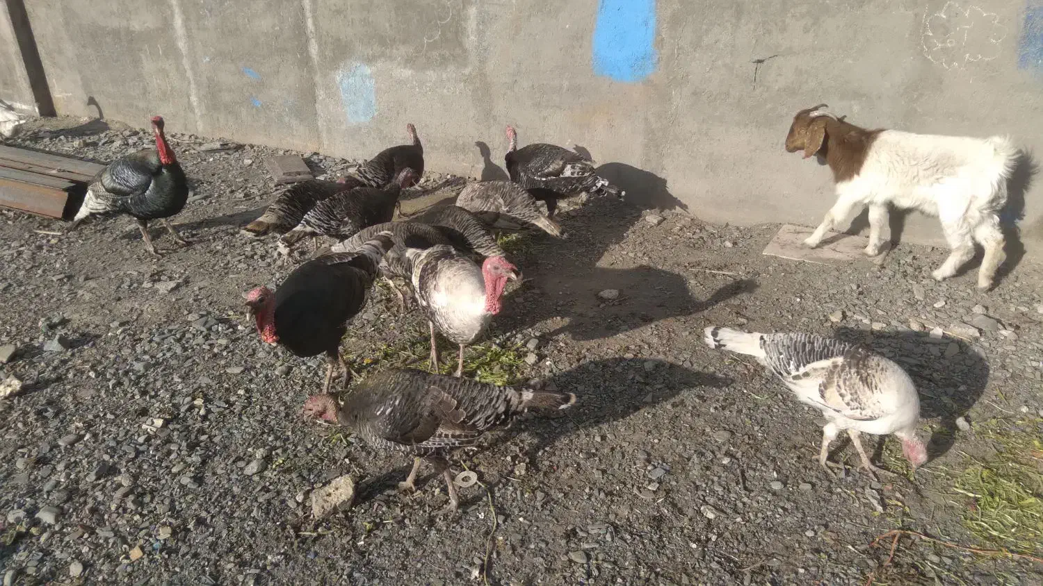 بوقلمون|حیوانات مزرعه|مشهد, نوید|دیوار