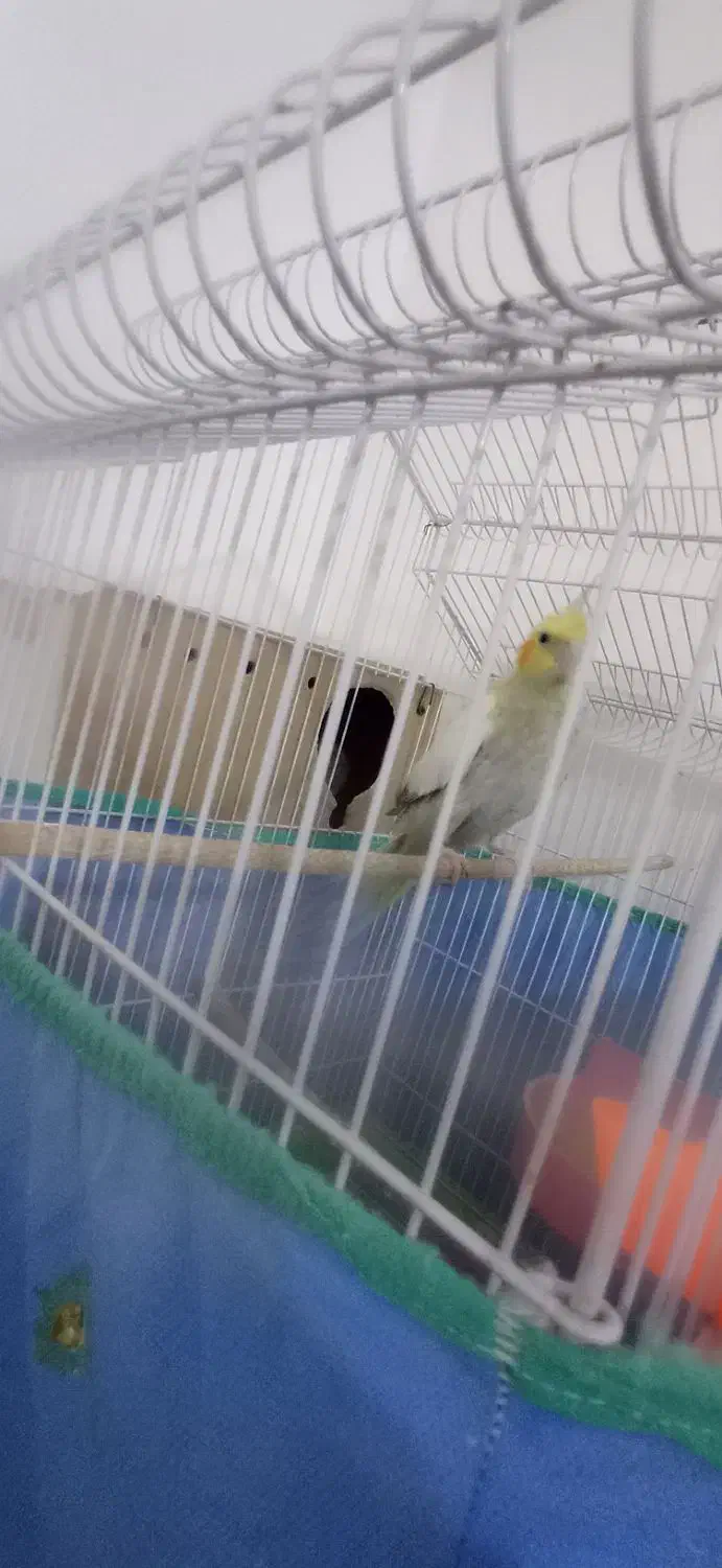 عروس هلندی ماده تخم گذار|پرنده|شوشتر, |دیوار