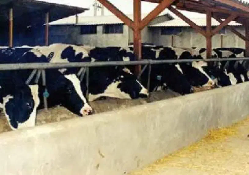 گاوداری صنعتی جیرفت|فروش دفتر صنعتی، کشاورزی، تجاری|کرمان, |دیوار