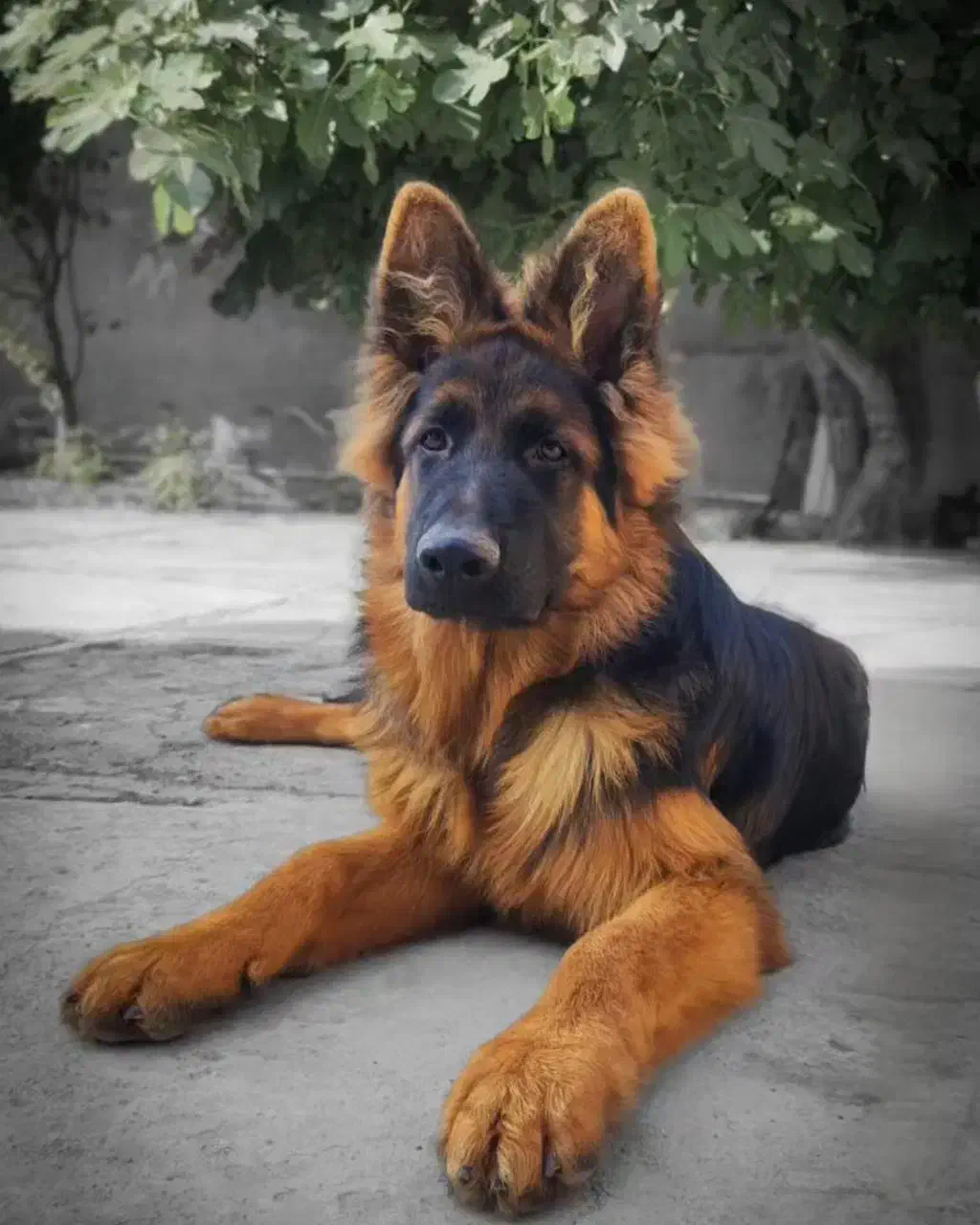 توله ژرمن شولاین موکلاسیک|سگ|تهران, توحید|دیوار