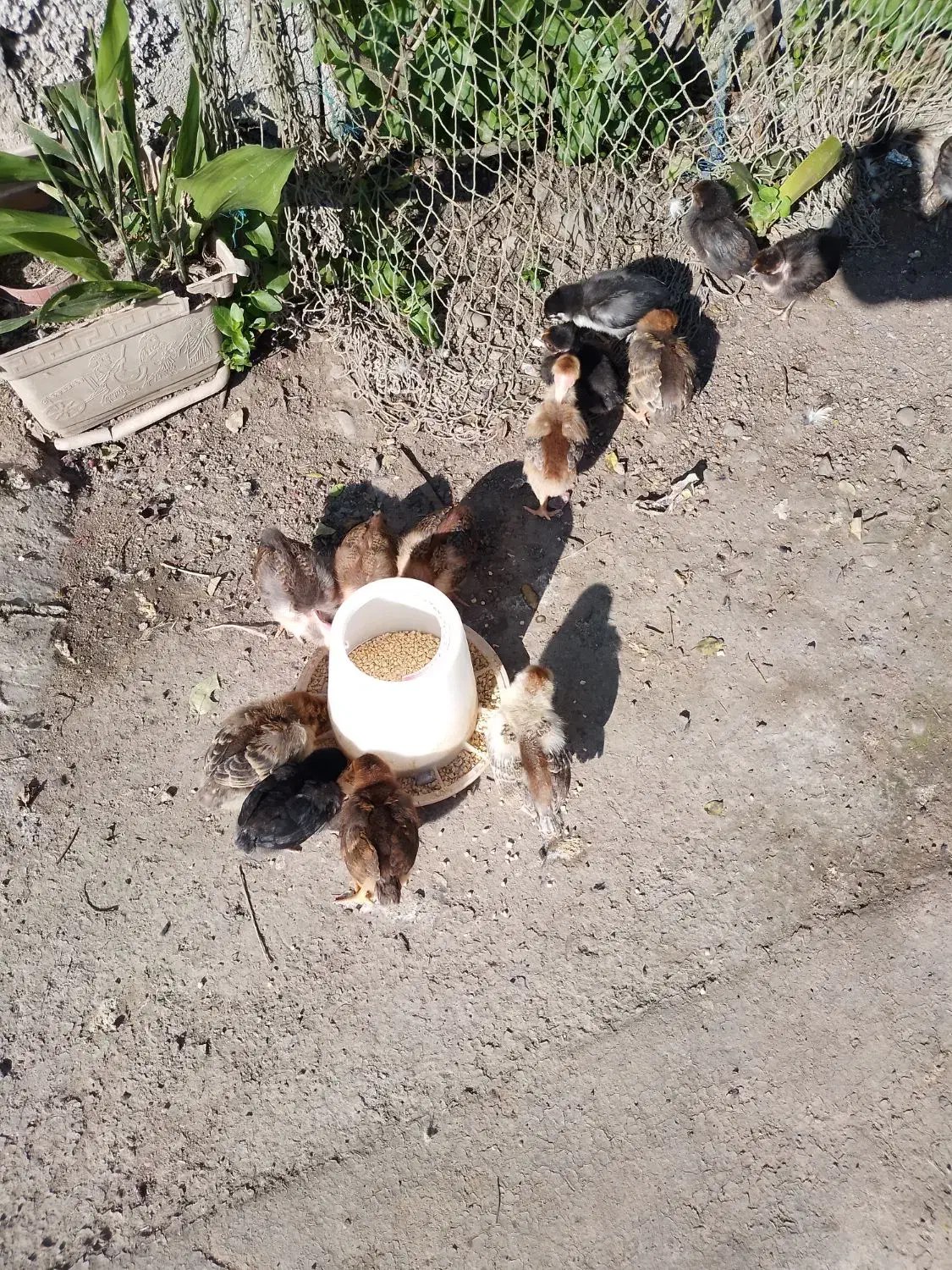 جوجه (محلی و گردن لختی) سالم و سرحال|حیوانات مزرعه|لنگرود, |دیوار