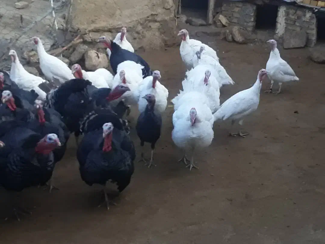 بوقلمون محلی|حیوانات مزرعه|بروجرد, |دیوار