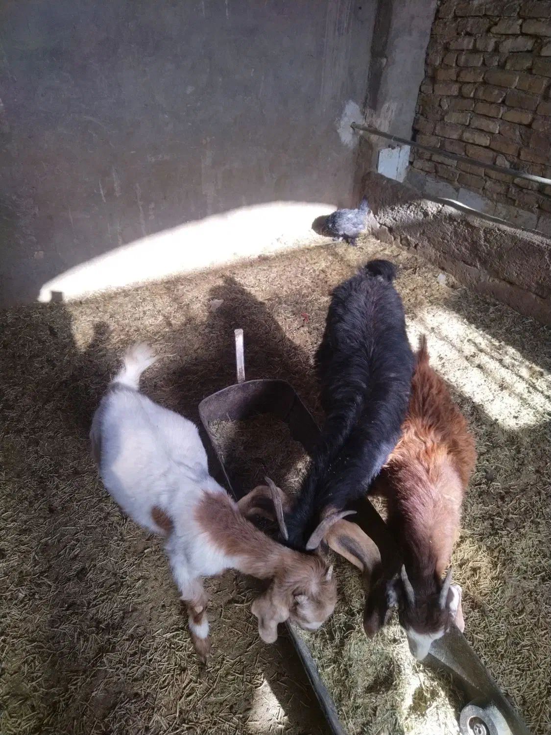 کره ماده چاق|حیوانات مزرعه|یزد, |دیوار