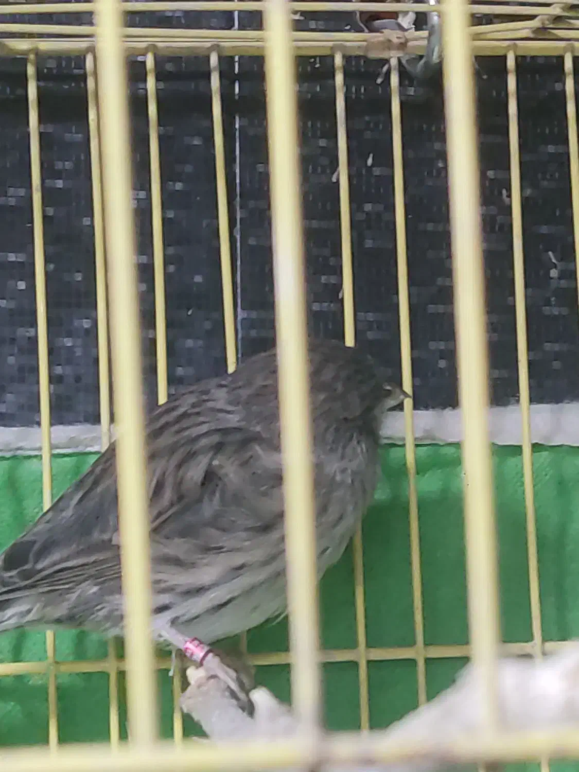 ماده قناری|پرنده|سوسنگرد, |دیوار