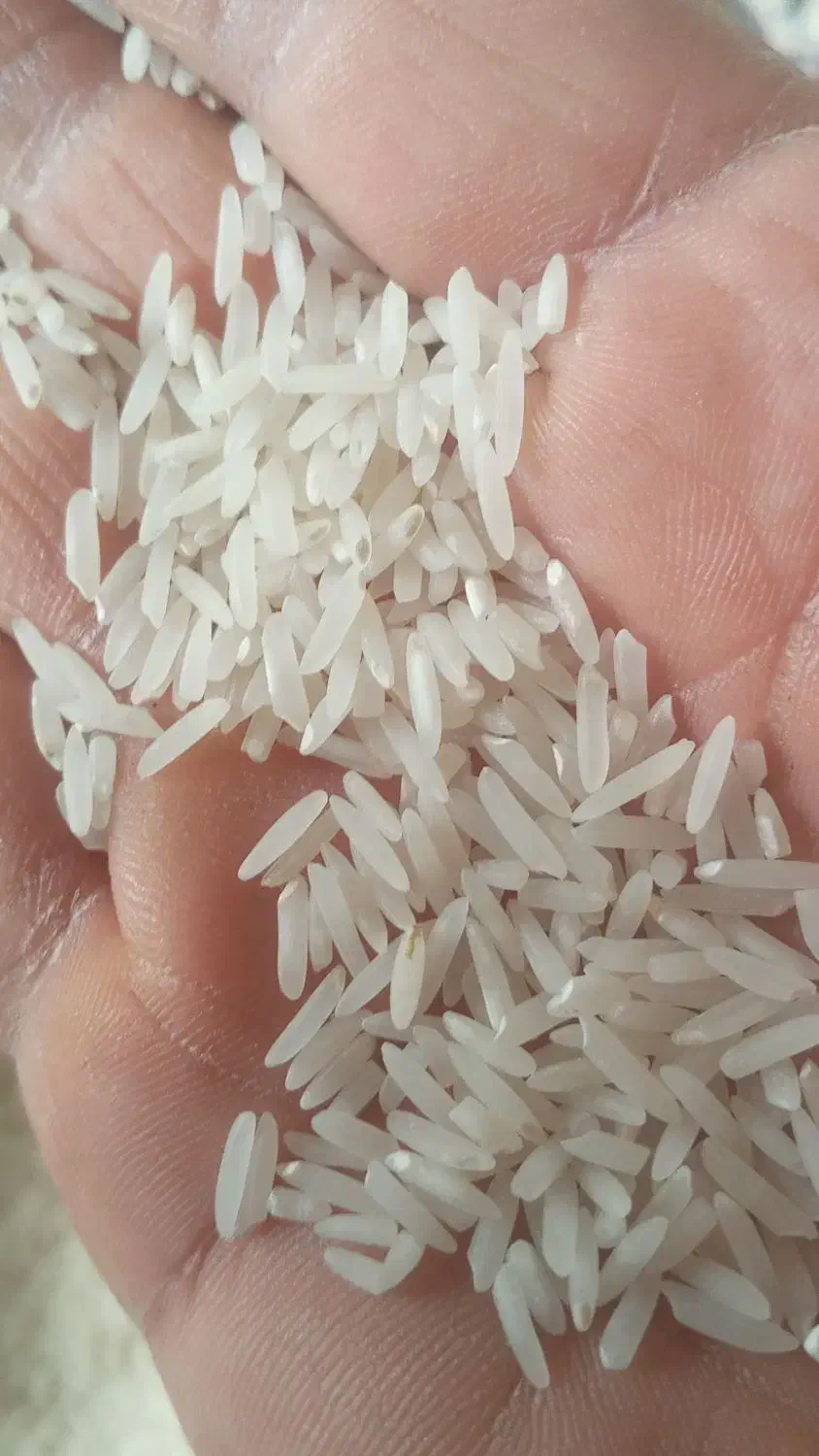 برنج طارم محلی دانه بلند خوزستان|خوردنی و آشامیدنی|دزفول, |دیوار